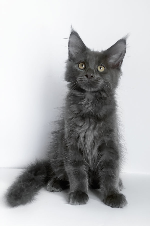 Bredly | Maine Coon Kitten