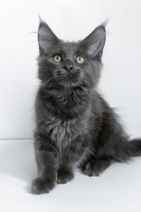 Bredly | Maine Coon Kitten