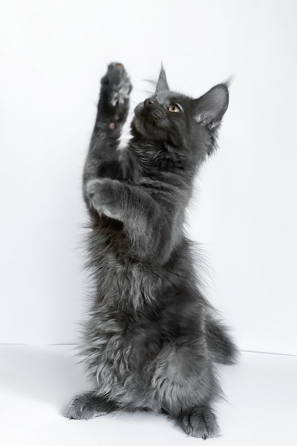 Bredly | Maine Coon Kitten