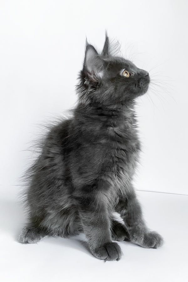 Bredly | Maine Coon Kitten