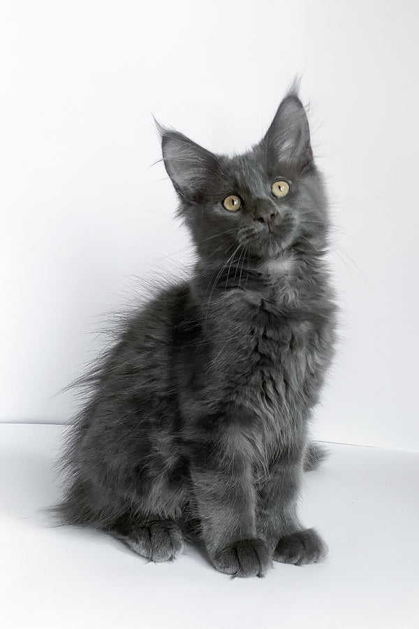 Bredly | Maine Coon Kitten
