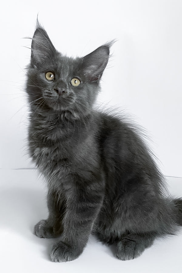 Bredly | Maine Coon Kitten