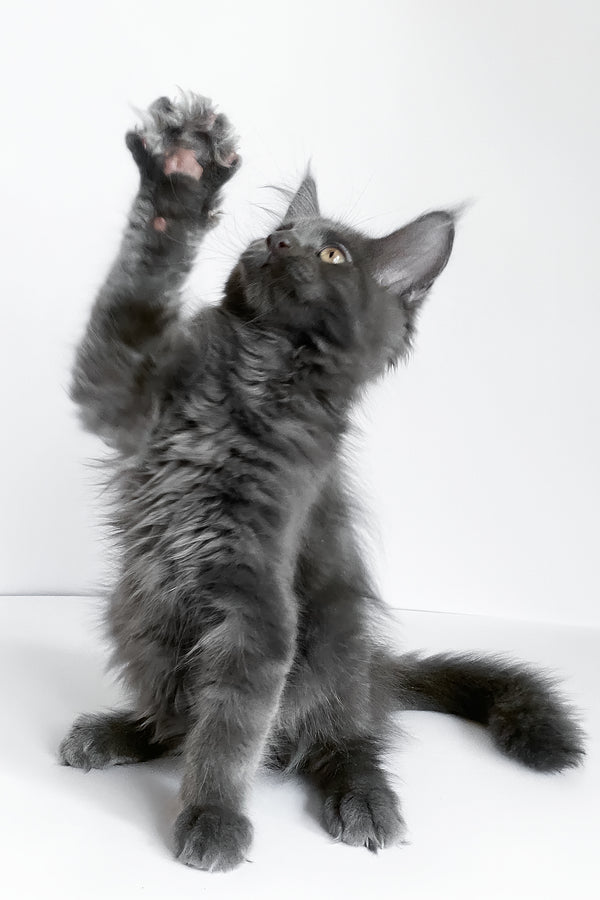 Bredly | Maine Coon Kitten