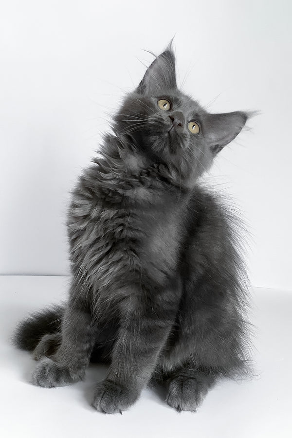Bredly | Maine Coon Kitten