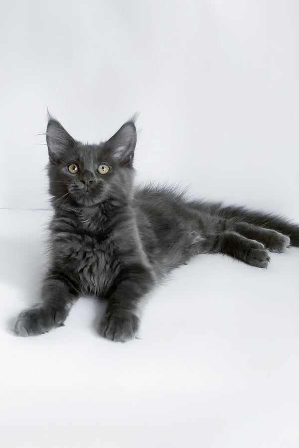Bredly | Maine Coon Kitten