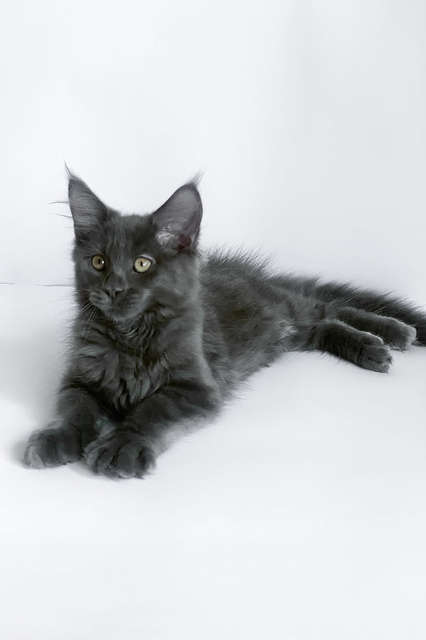 Bredly | Maine Coon Kitten