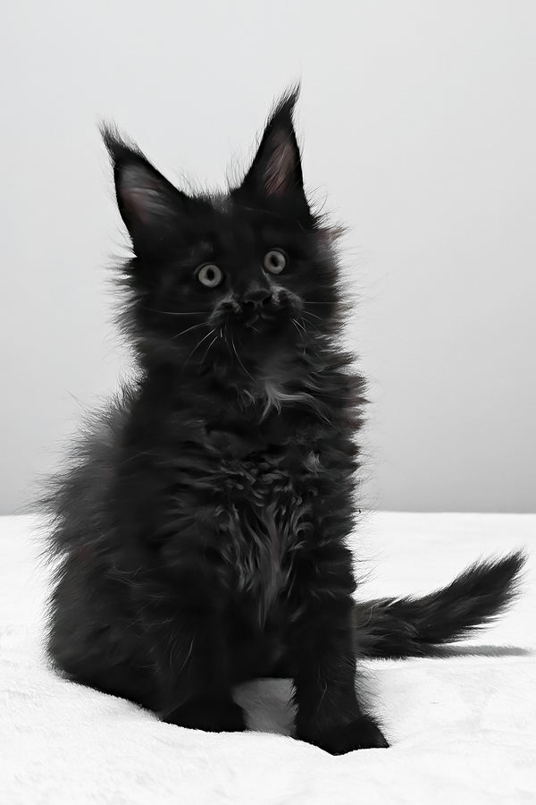 Beverly | Maine Coon Kitten