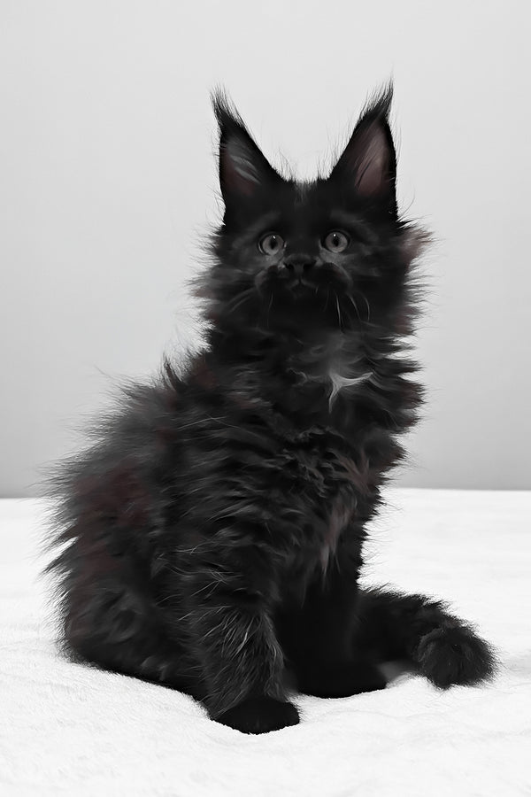 Beverly | Maine Coon Kitten