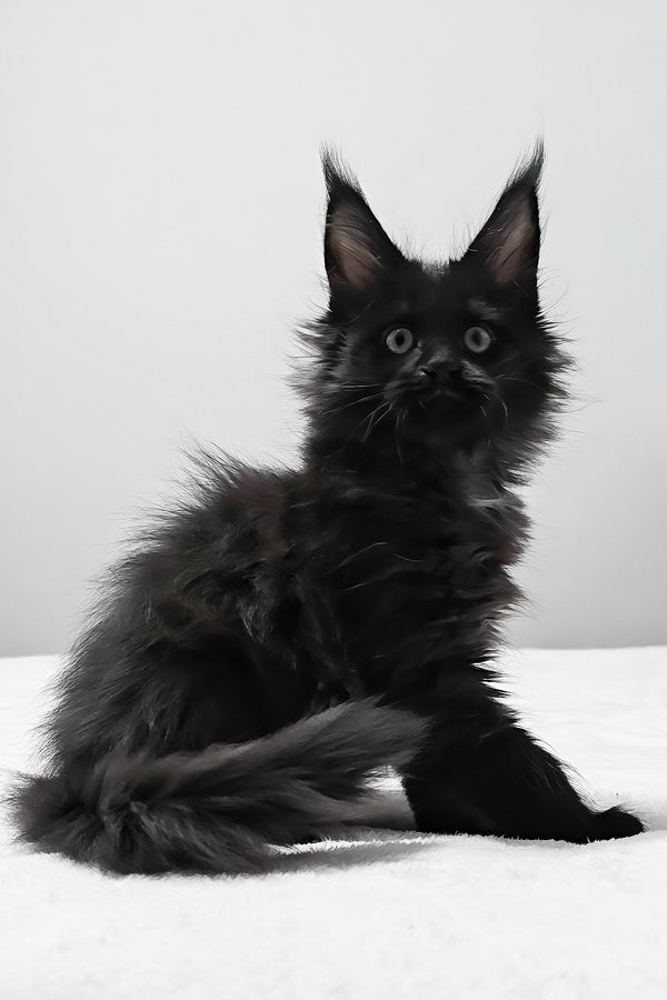 Beverly | Maine Coon Kitten