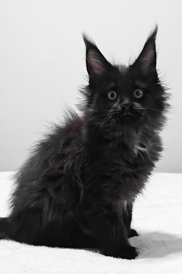 Beverly | Maine Coon Kitten