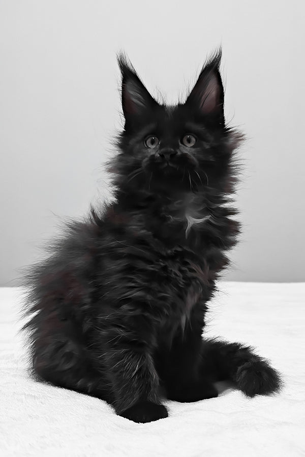 Beverly | Maine Coon Kitten