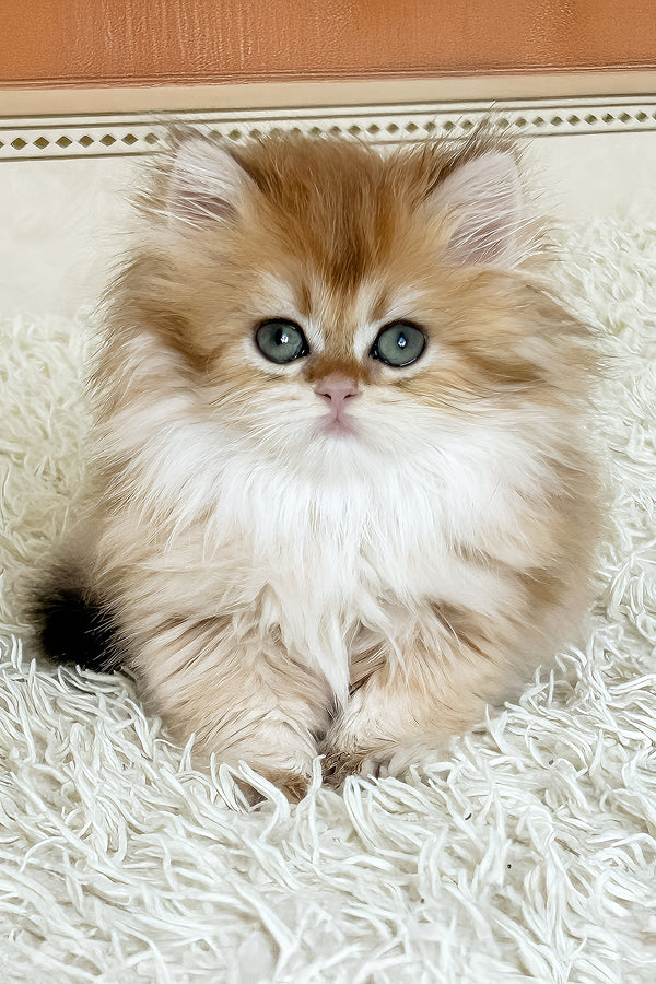 Bruno british longhair kitten with fluffy golden fur and striking blue eyes on plush white rug purebred kitties black golden shell