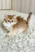Bruno | British Longhair Kitten