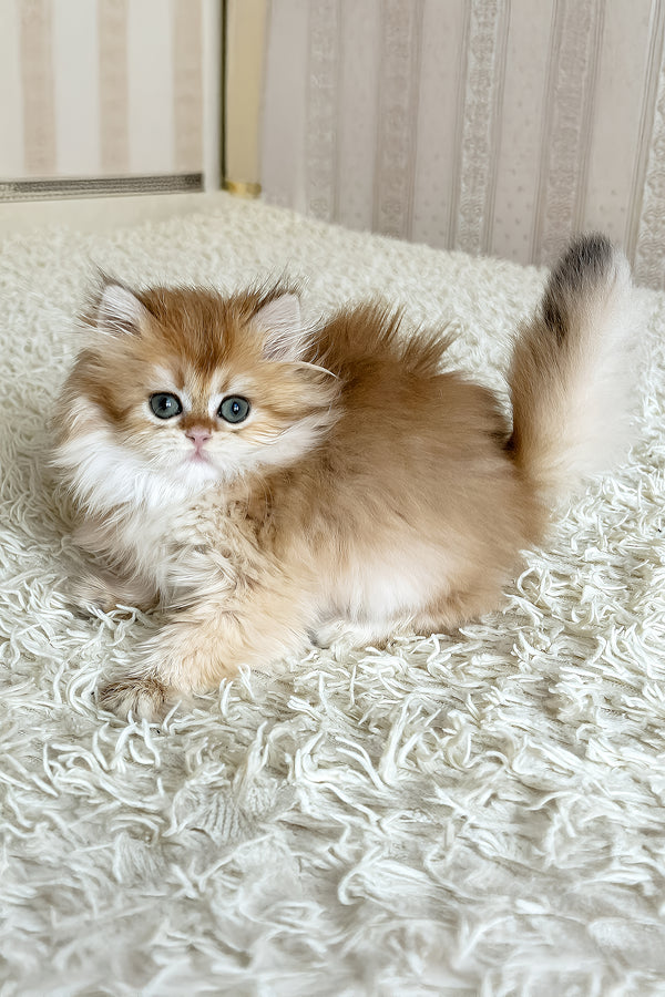 Bruno british longhair kitten with fluffy golden fur blue eyes and white-tipped tail resting on a soft white rug