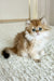 Bruno | British Longhair Kitten
