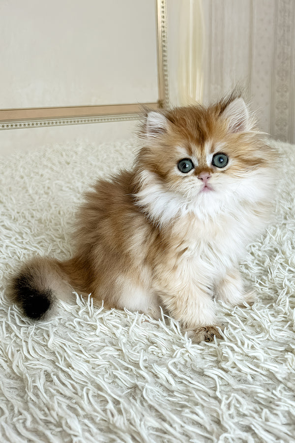 Bruno british longhair kitten with fluffy golden fur, blue eyes, and white chest sitting on a textured white rug