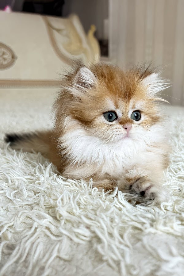 Bruno british longhair kitten with fluffy golden and white fur and striking green eyes from purebred kitties collection