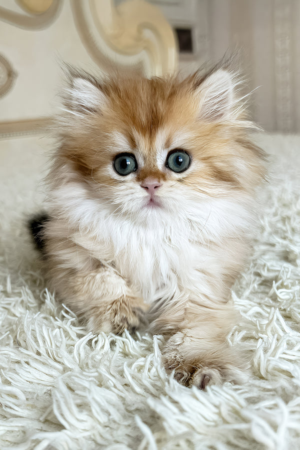 Bruno british longhair kitten with fluffy golden and white fur and striking blue eyes from purebred kitties collection