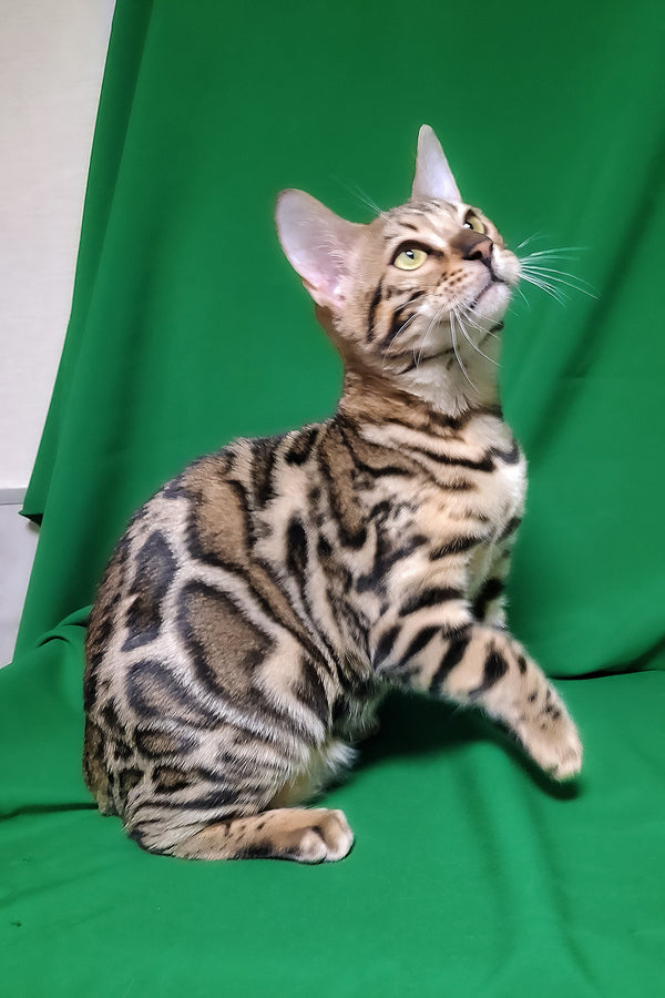Bruno | Bengal Kitten