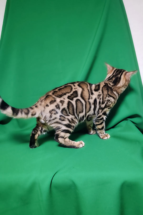 Bruno | Bengal Kitten