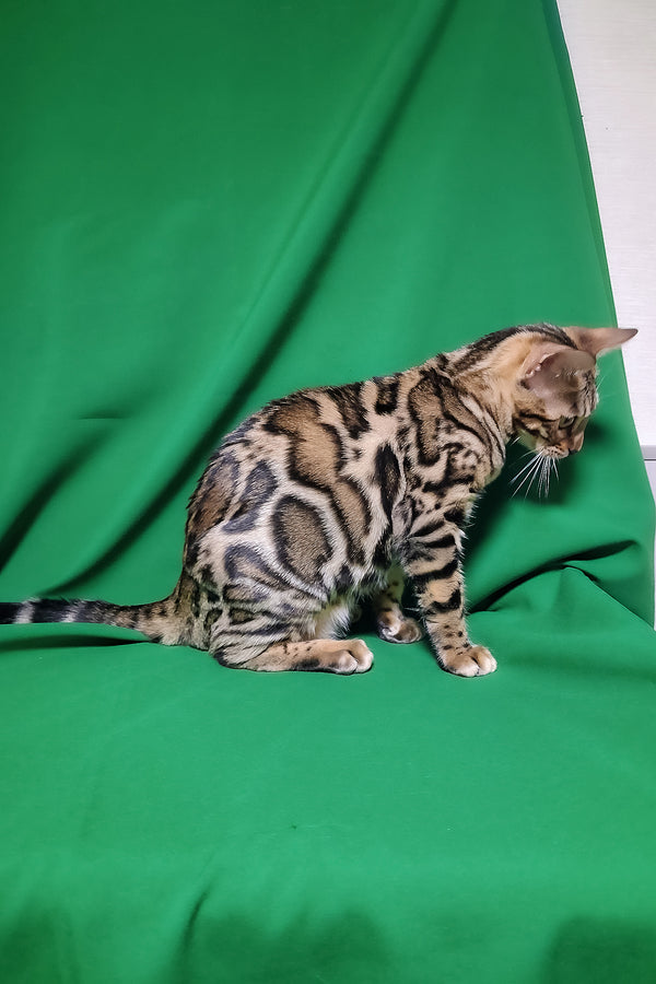 Bruno | Bengal Kitten