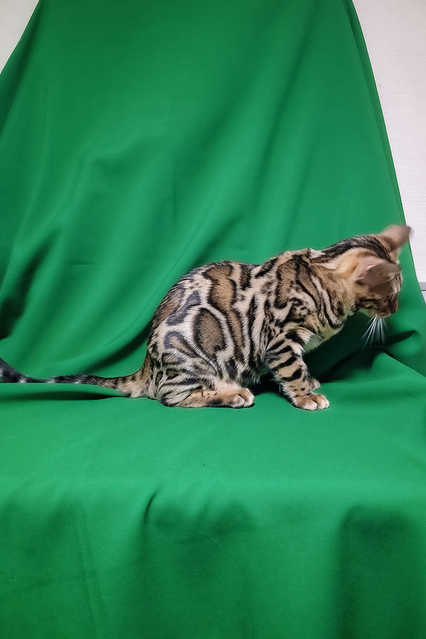 Bruno | Bengal Kitten