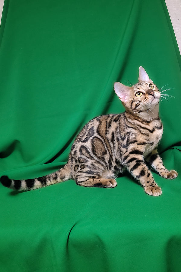 Bruno | Bengal Kitten