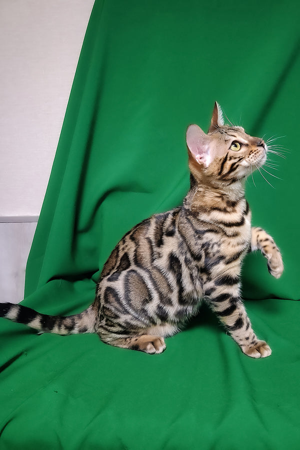 Bruno | Bengal Kitten
