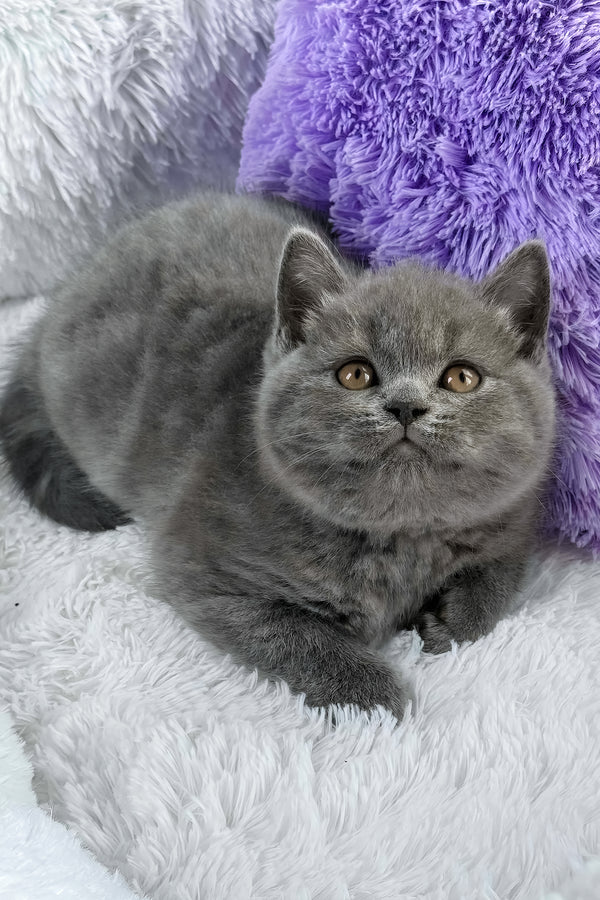 Bruno | British Shorthair Kitten