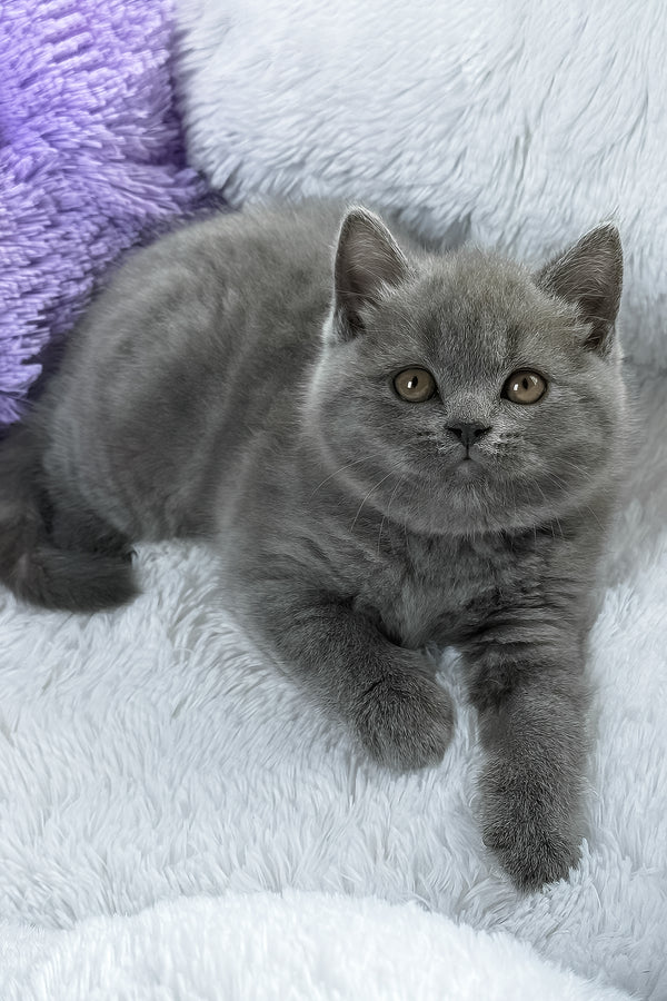 Bruno | British Shorthair Kitten