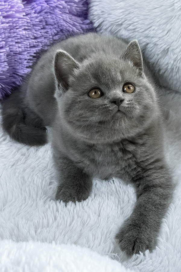 Bruno | British Shorthair Kitten