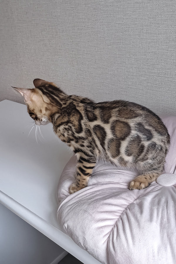 Bruno | Bengal Kitten