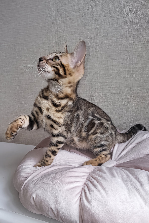 Bruno | Bengal Kitten