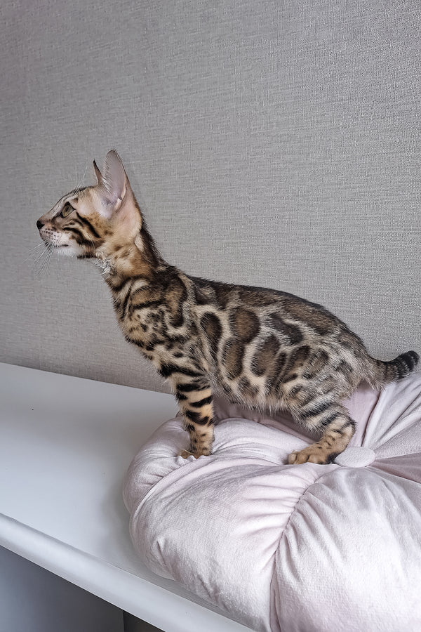 Bruno | Bengal Kitten