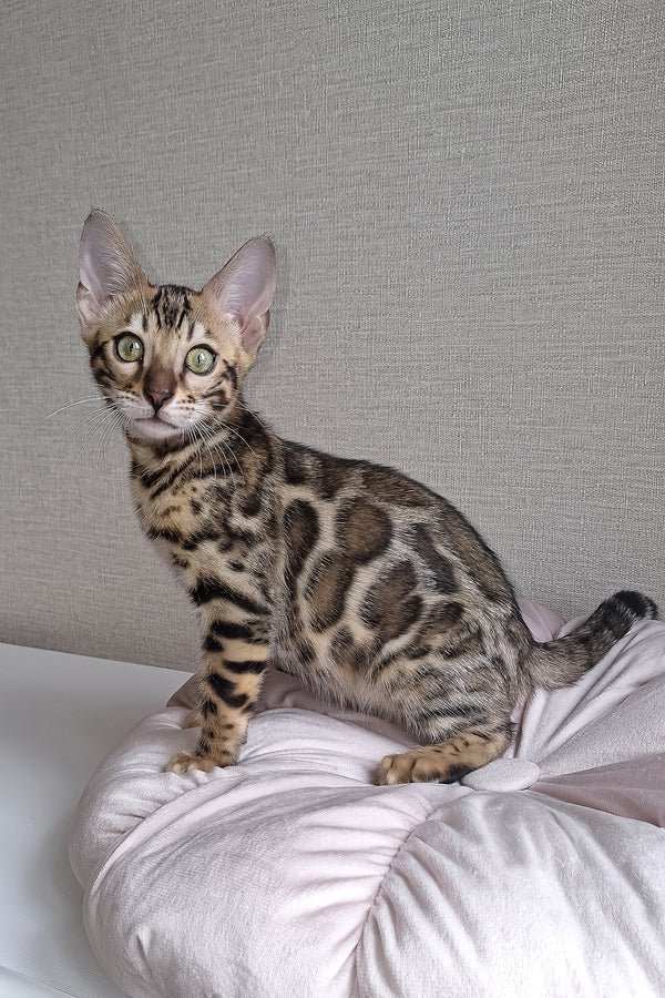Bruno | Bengal Kitten