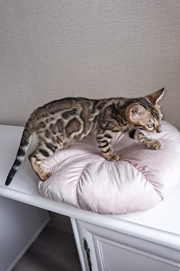 Bruno | Bengal Kitten