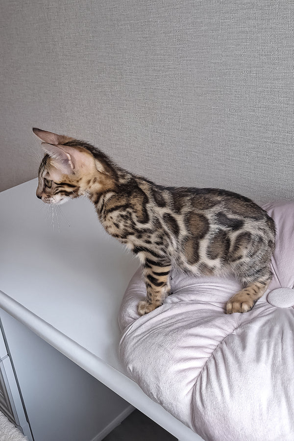 Bruno | Bengal Kitten
