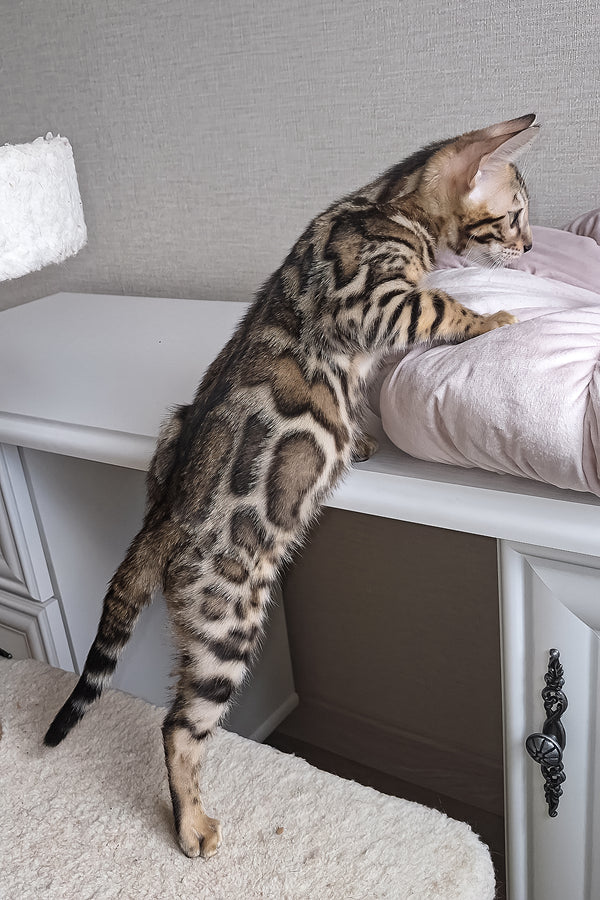 Bruno | Bengal Kitten