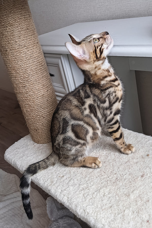Bruno | Bengal Kitten