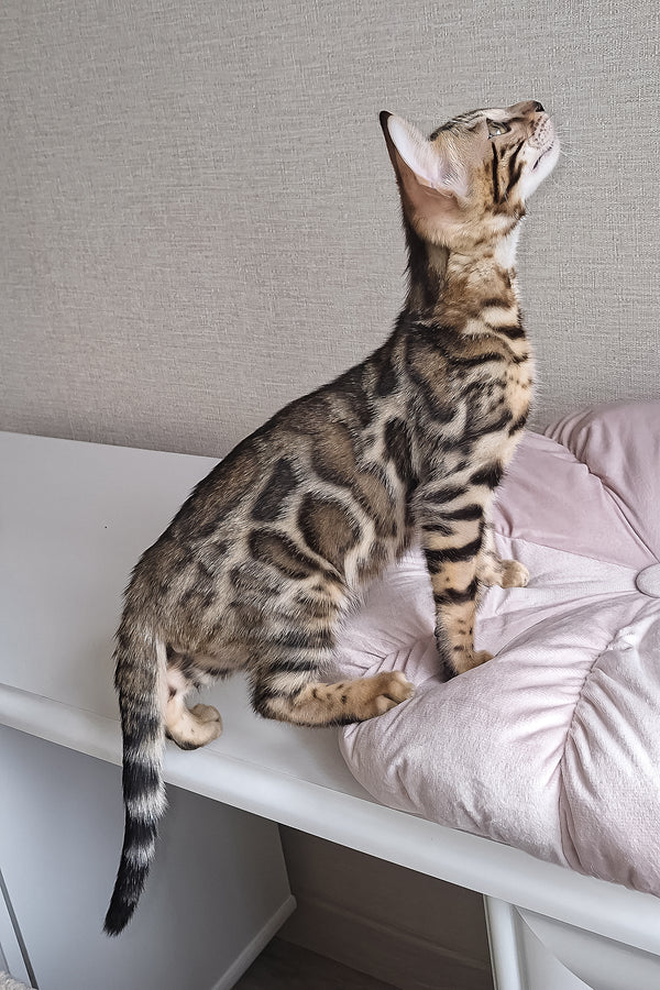 Bruno | Bengal Kitten