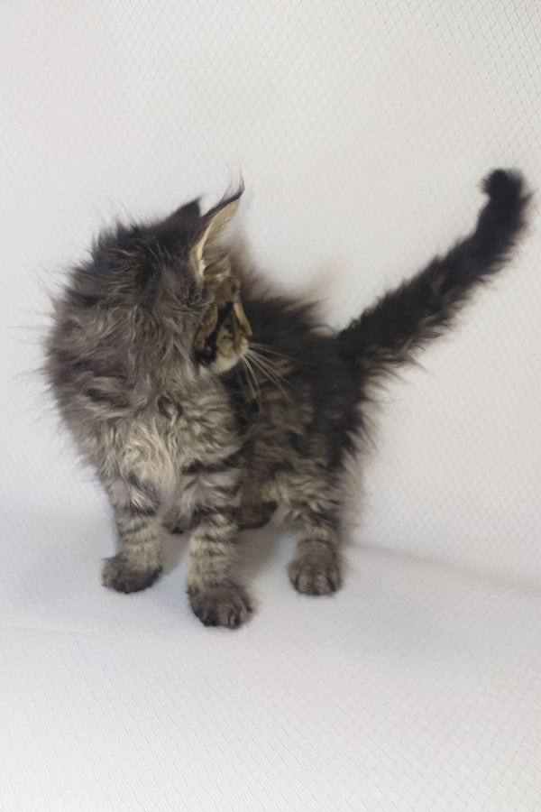 Brut | Maine Coon Kitten