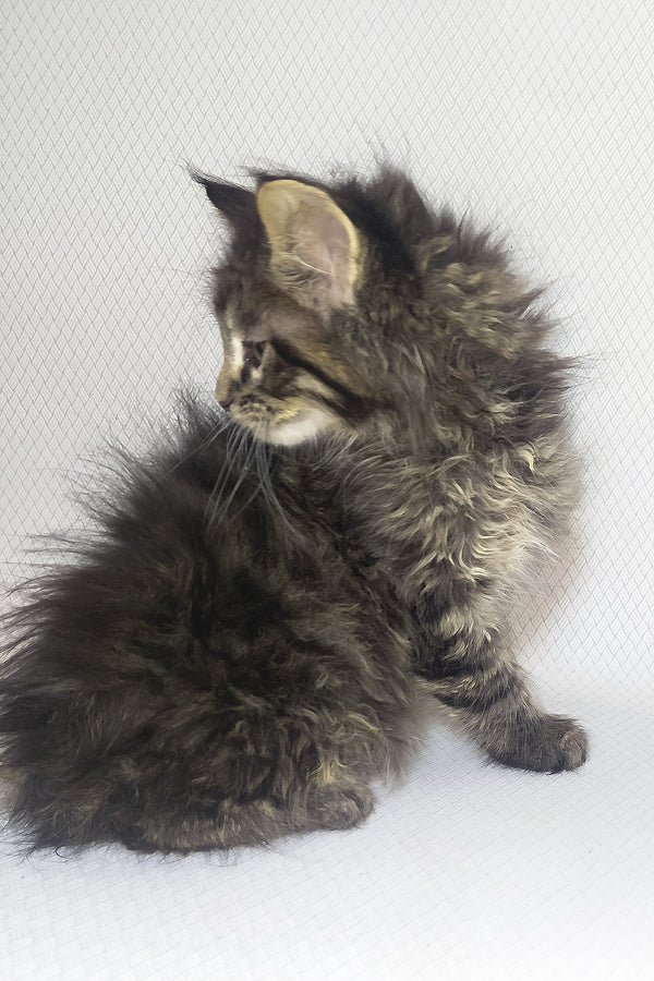 Brut | Maine Coon Kitten