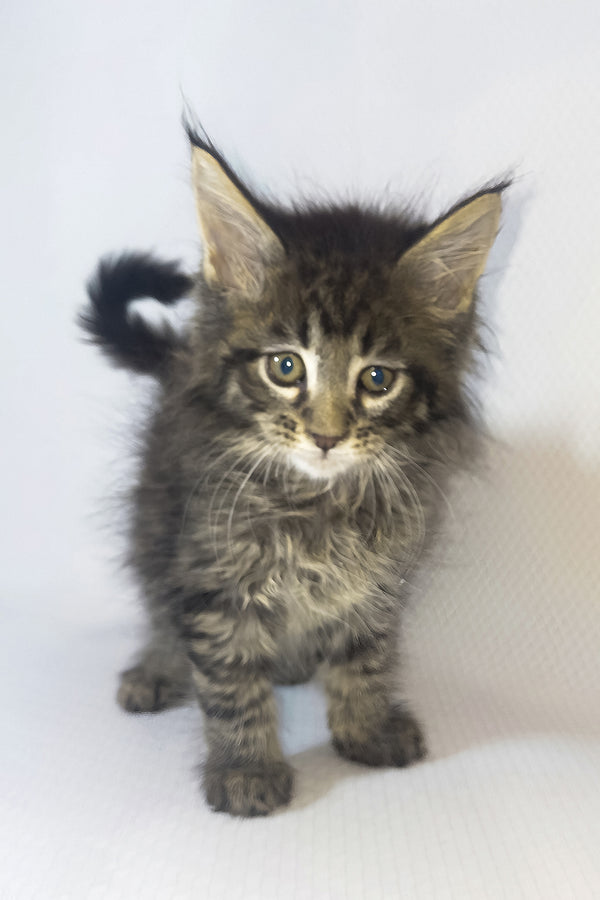 Brut | Maine Coon Kitten