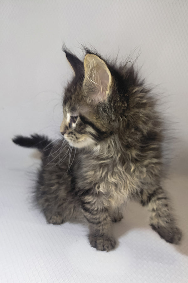 Brut | Maine Coon Kitten