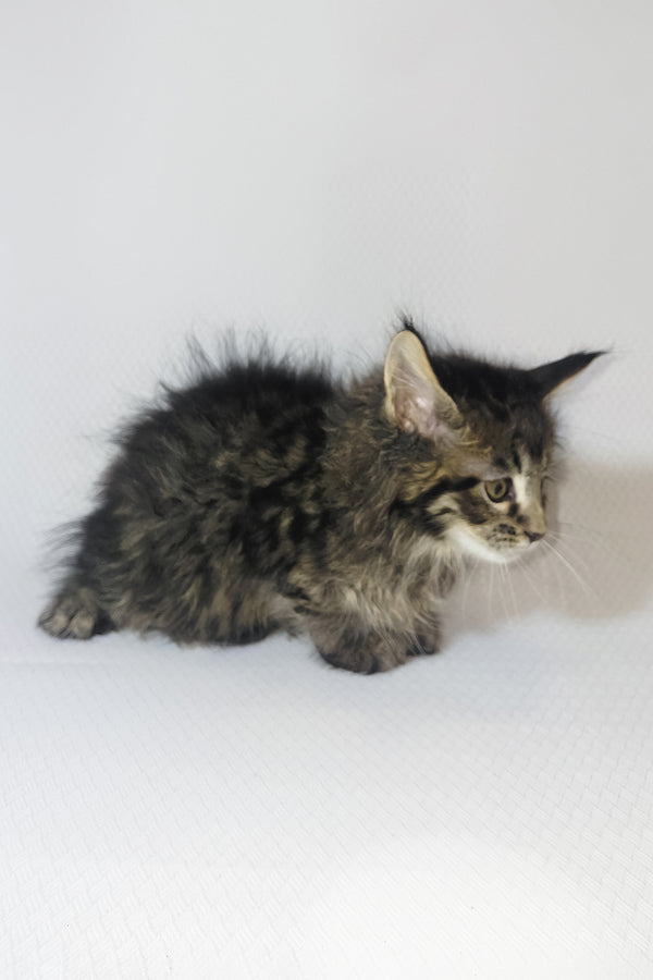 Brut | Maine Coon Kitten