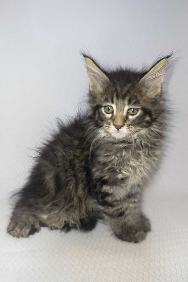 Brut | Maine Coon Kitten