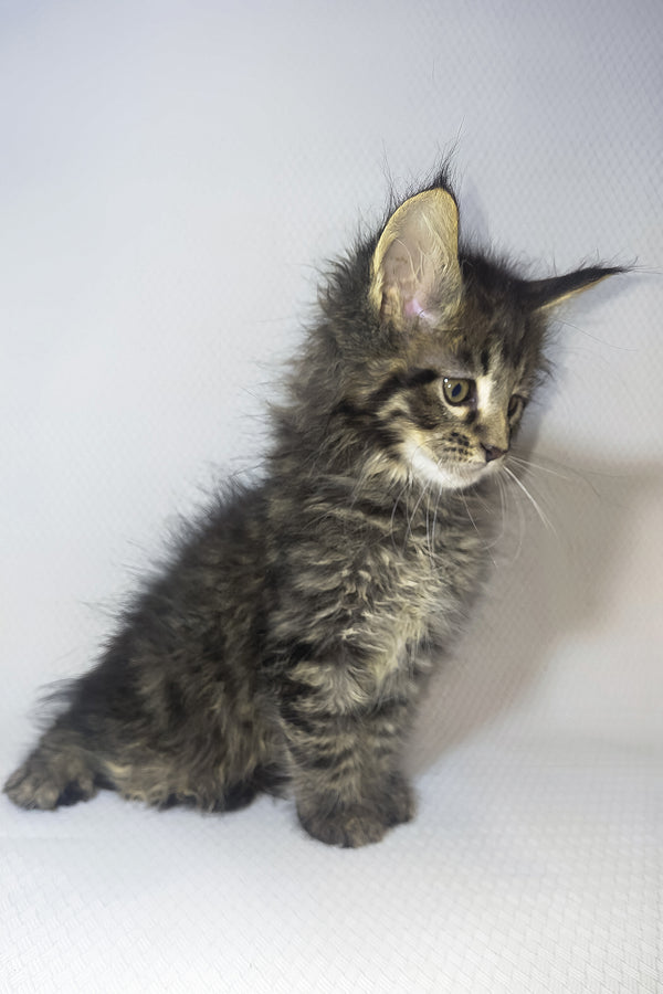 Brut | Maine Coon Kitten