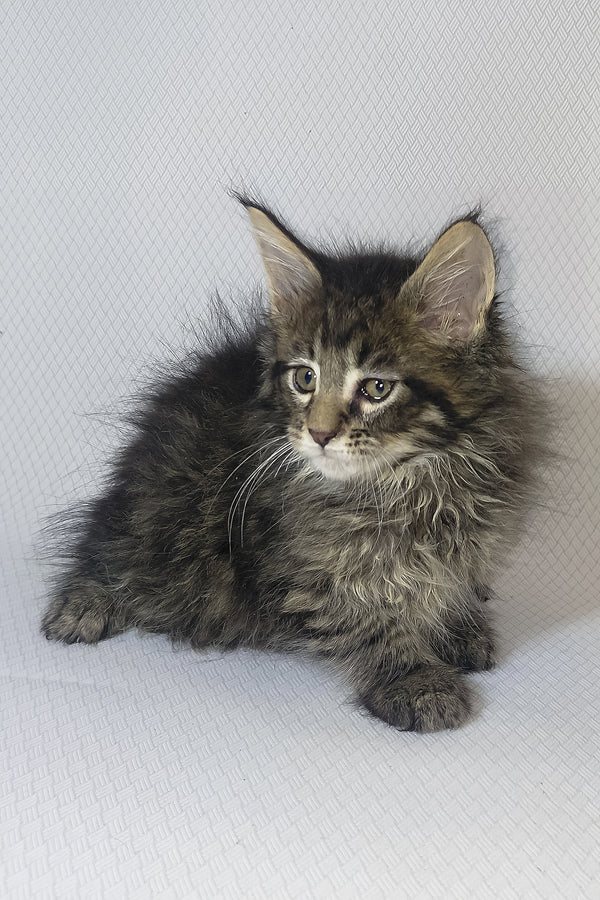 Brut | Maine Coon Kitten