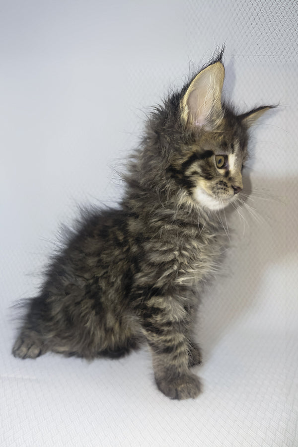 Brut | Maine Coon Kitten