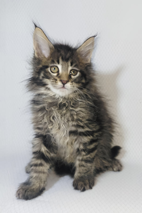 Brut | Maine Coon Kitten